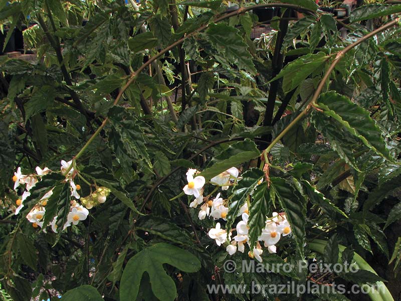 B. polyandra